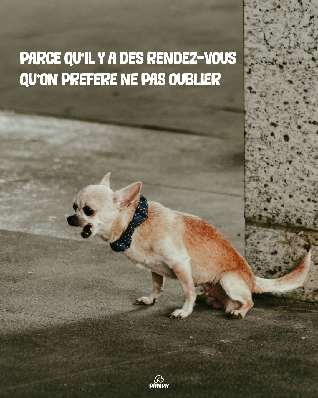Pawmy visuel